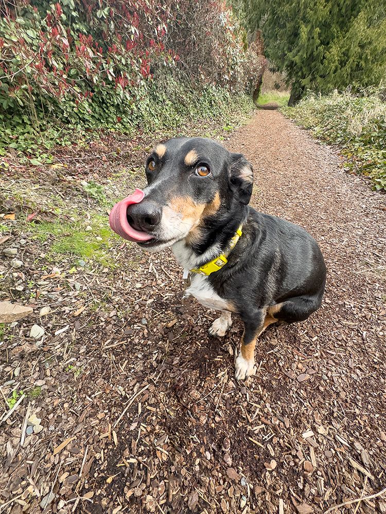 Mixed breed dog sitting on a hiking path licking its nose. art print by Merrill Images for $57.95 CAD