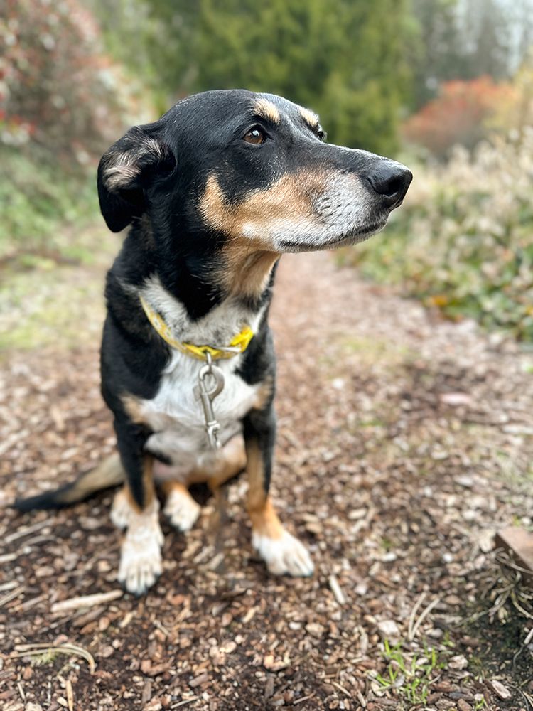 Mixed breed dog sitting on a hiking path. art print by Merrill Images for $57.95 CAD
