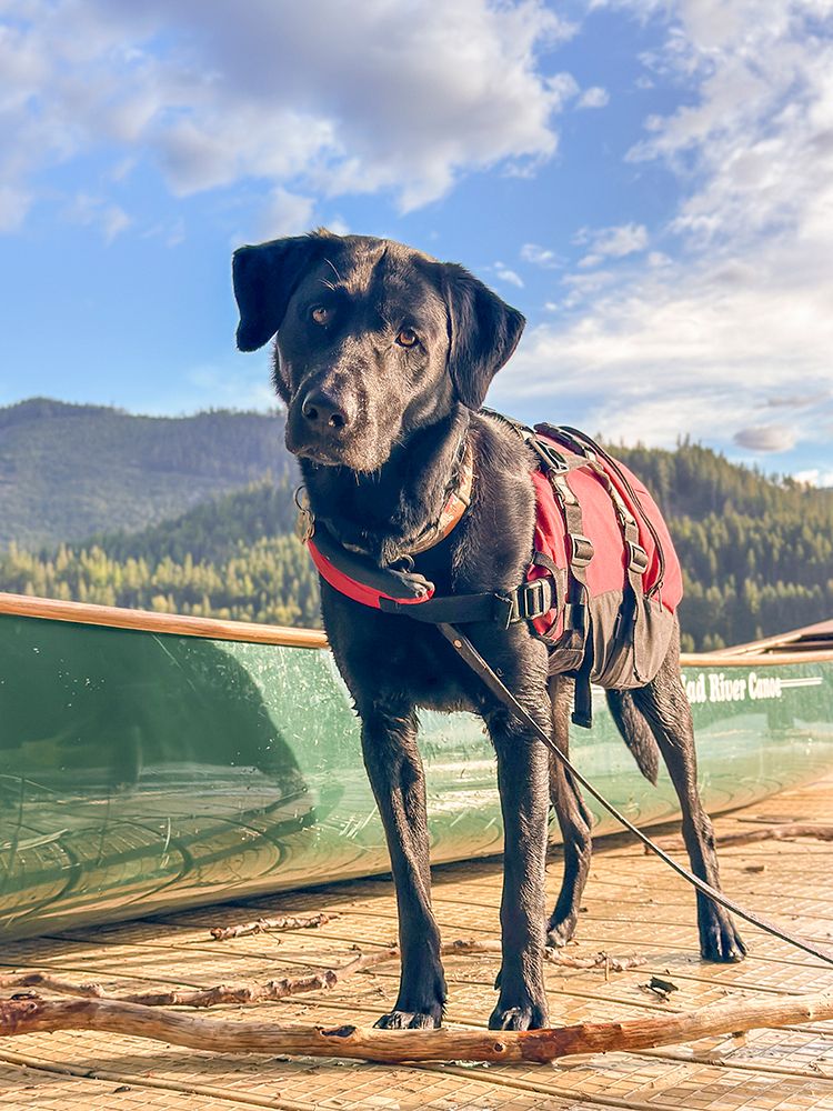 Black Labrador dog portrait outdoors. art print by Merrill Images for $57.95 CAD