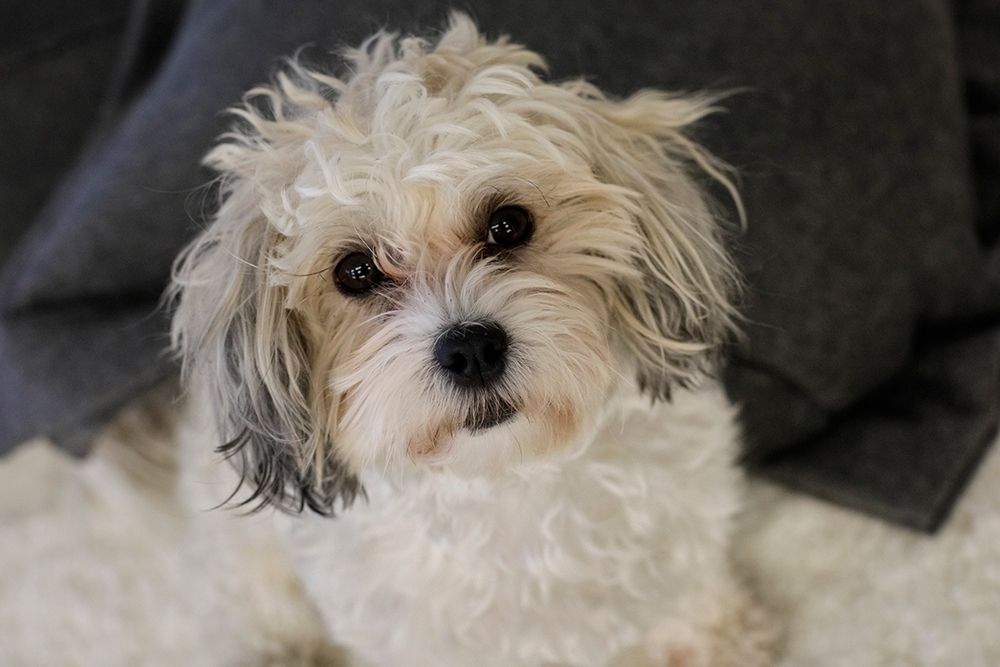 Cute white dog-terrier art print by Julien McRoberts for $57.95 CAD