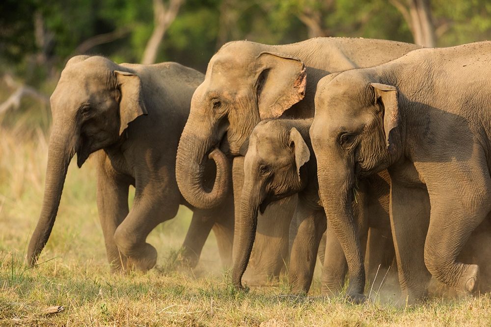 Asian elephants-small herd-Corbett National Park-India art print by Jagdeep Rajput for $57.95 CAD