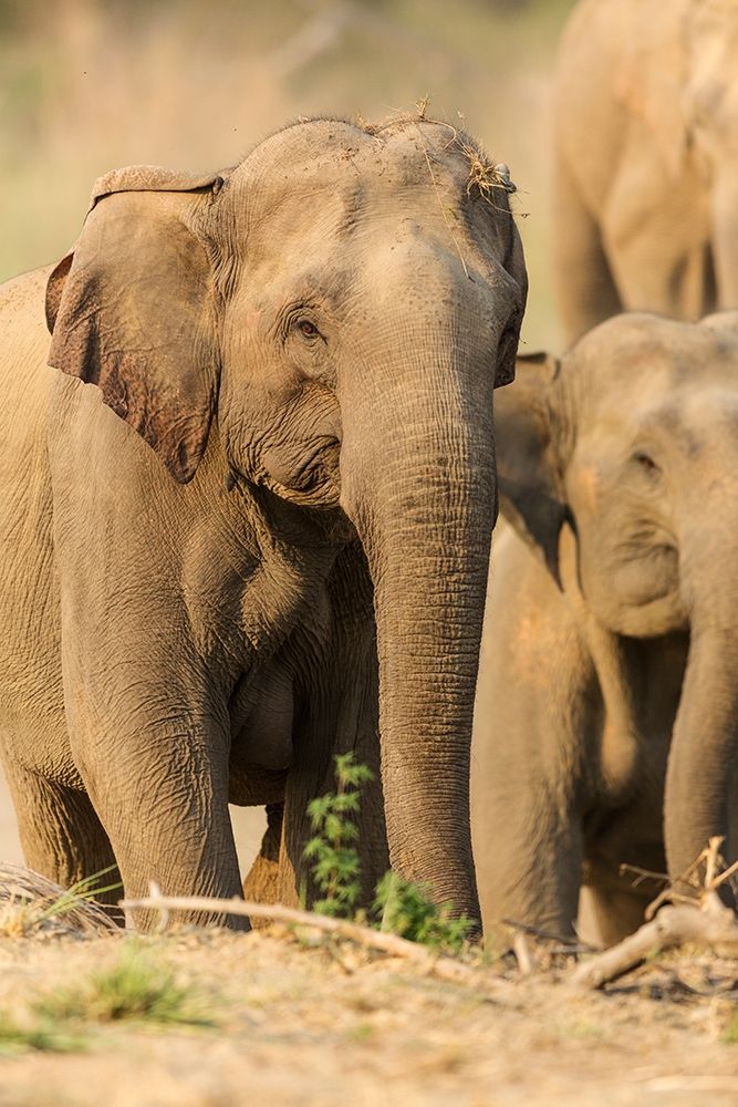 Asian Elephant (female)-Corbett National Park-India art print by Jagdeep Rajput for $57.95 CAD