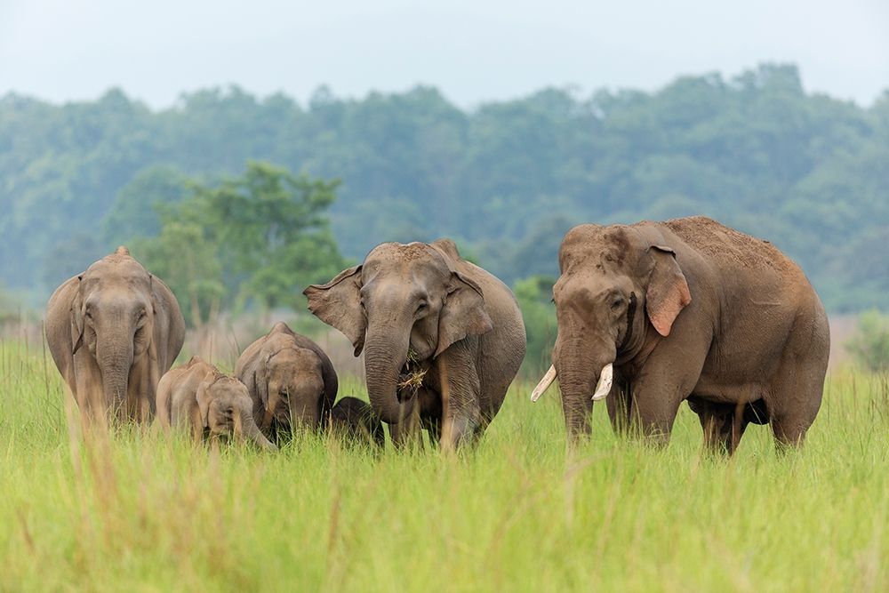 Asian Elephant family-Corbett National Park-India art print by Jagdeep Rajput for $57.95 CAD