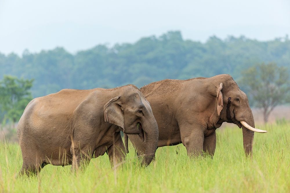 Asian Elephant Pair-Corbett National Park-India art print by Jagdeep Rajput for $57.95 CAD