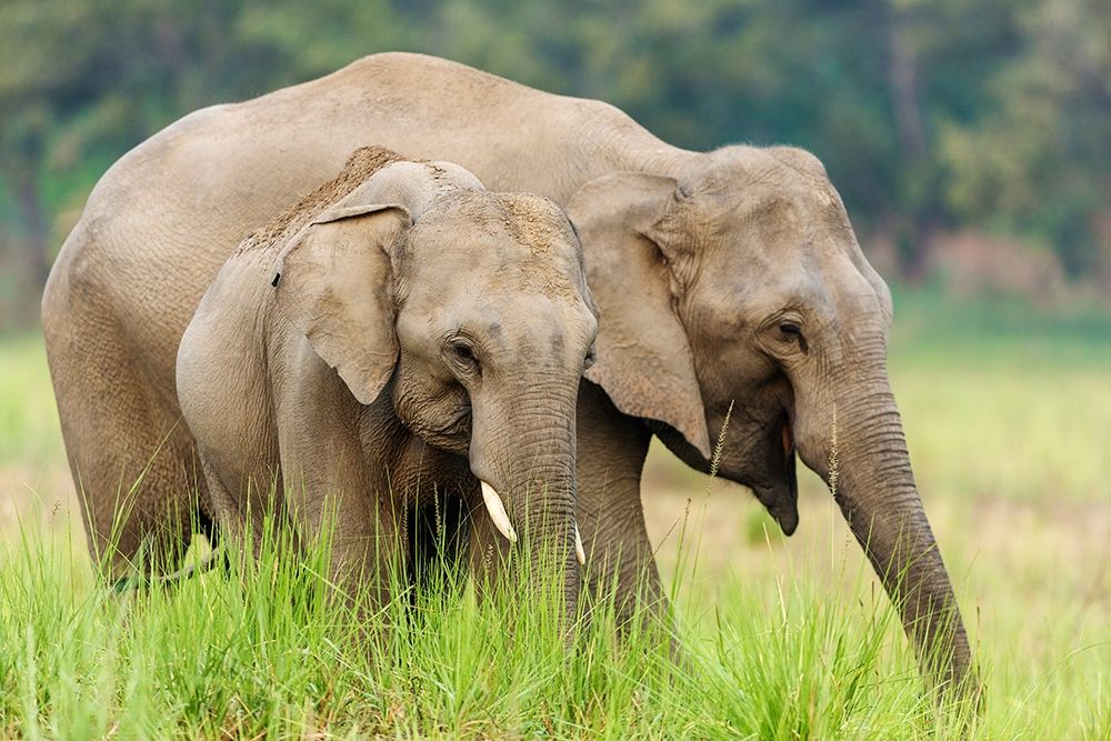 Asian Elephants-Corbett National Park-India art print by Jagdeep Rajput for $57.95 CAD