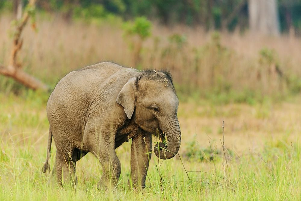 Asian Elephant calf Corbett National Park-India art print by Jagdeep Rajput for $57.95 CAD