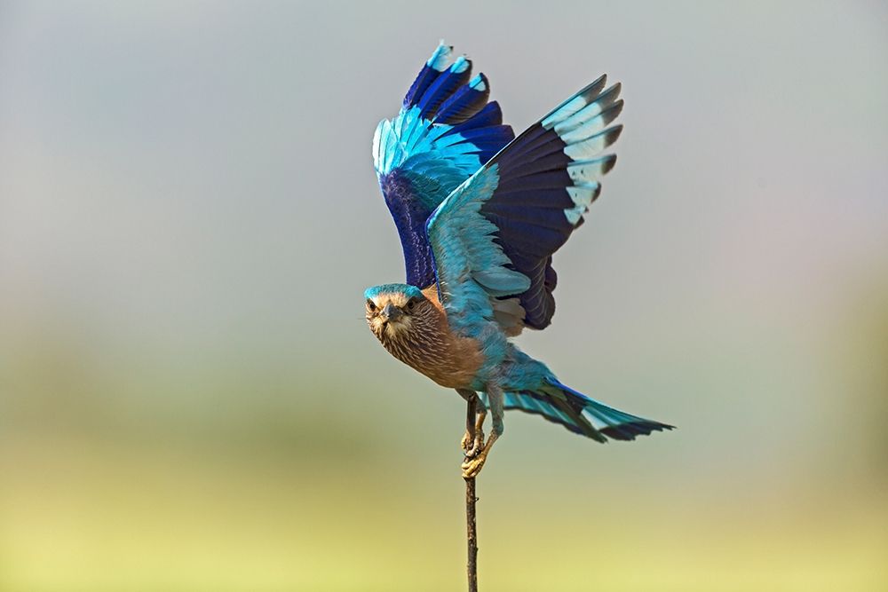Indian Roller-Corbett National Park-India art print by Jagdeep Rajput for $57.95 CAD