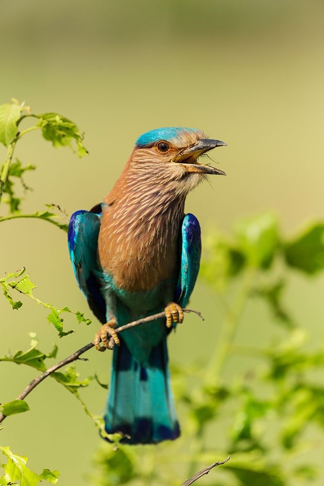 Indian Roller-Corbett National Park-India art print by Jagdeep Rajput for $57.95 CAD