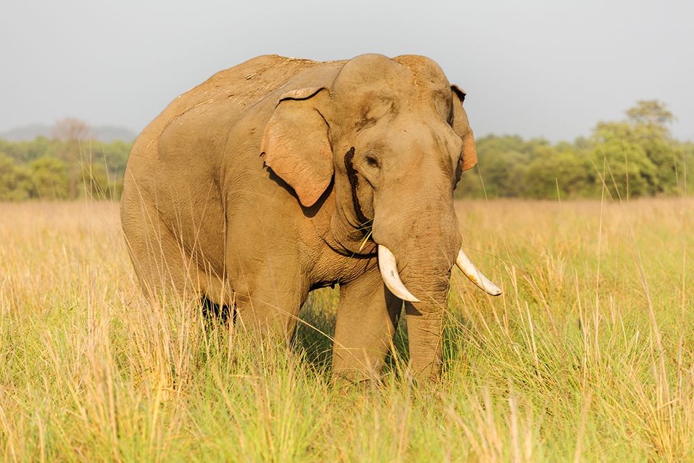Musth Tusker in the grassland-Corbett National Park-India art print by Jagdeep Rajput for $57.95 CAD