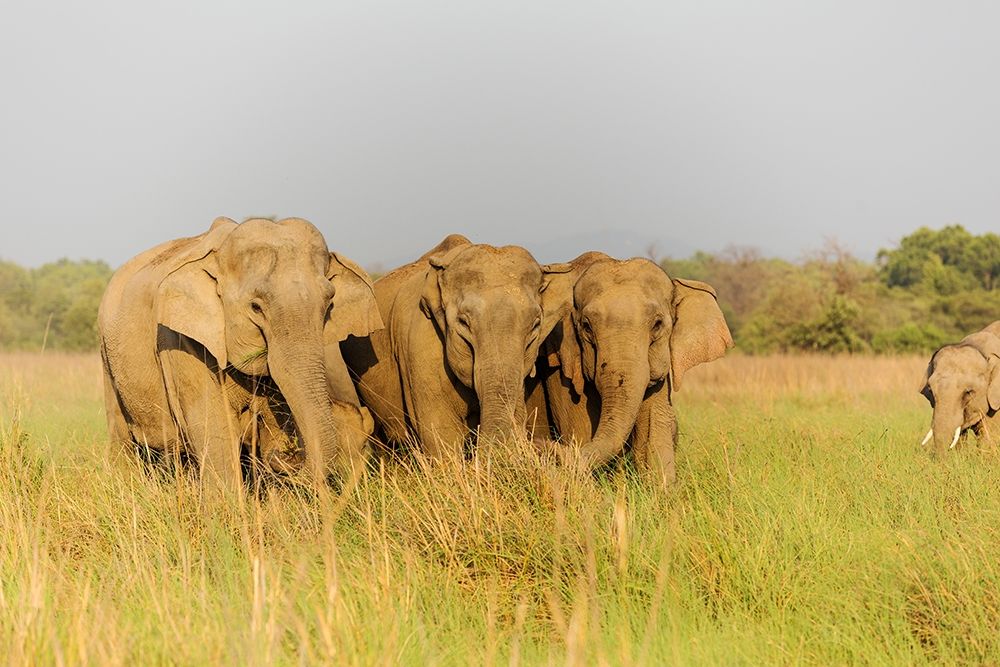 Asian Elephants in the meadows-Corbett National Park-India art print by Jagdeep Rajput for $57.95 CAD