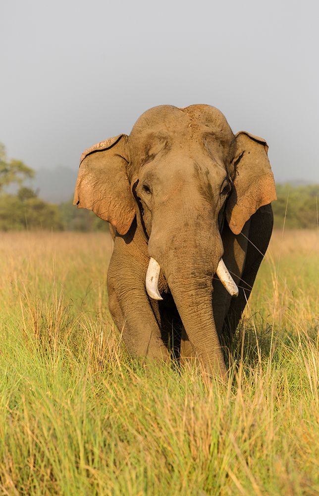 Musth Asian Elephant in the grassland-Corbett National Park-India art print by Jagdeep Rajput for $57.95 CAD