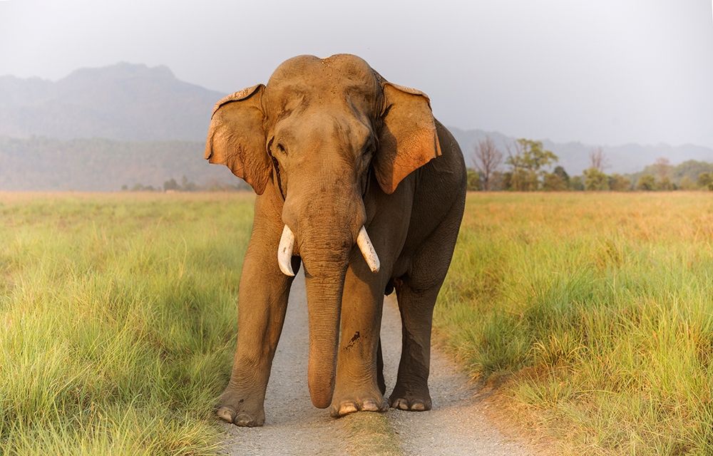 Musth Tusker on the track-Corbett National Park-India art print by Jagdeep Rajput for $57.95 CAD