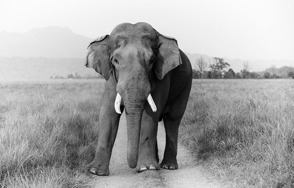 Musth Tusker on the track-Corbett National Park-India art print by Jagdeep Rajput for $57.95 CAD