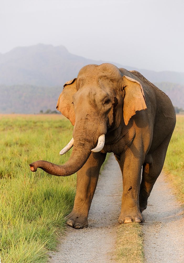 Musth Tusker on the jungle track-Corbett National Park-India art print by Jagdeep Rajput for $57.95 CAD