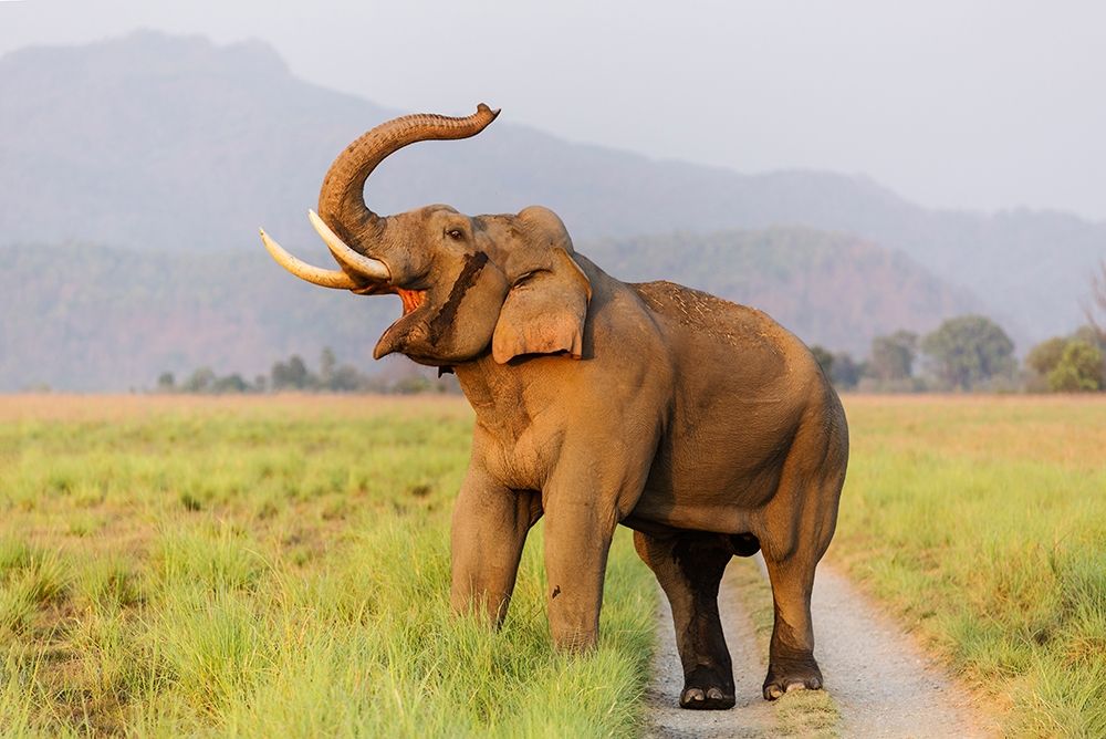 Musth Tusker on the jungle track-Corbett National Park-India art print by Jagdeep Rajput for $57.95 CAD