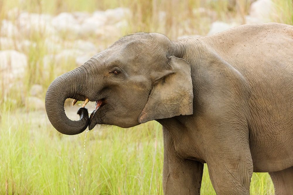Asian Elephant drinking water-Corbett National Park-India art print by Jagdeep Rajput for $57.95 CAD