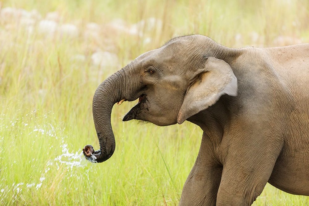 Asian Elephant drinking water-Corbett National Park-India art print by Jagdeep Rajput for $57.95 CAD