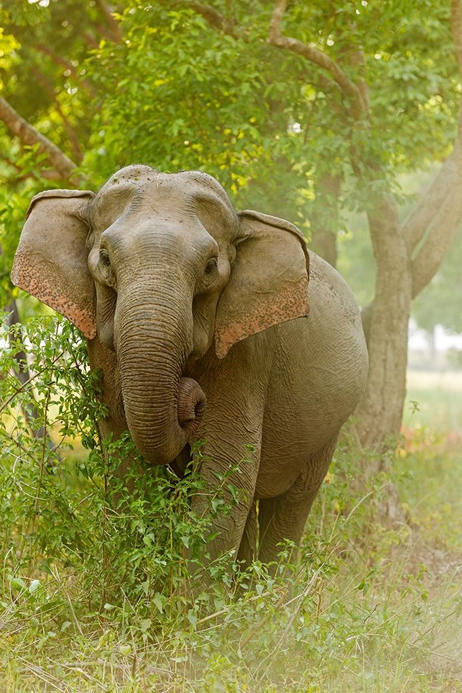 Asian Elephant on the edge of forest Corbett National Park-India art print by Jagdeep Rajput for $57.95 CAD