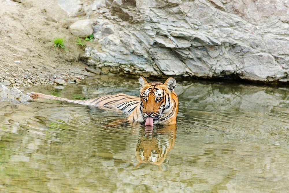 Tigress in the backwaters of Ramganga River Corbett National Park-India art print by Jagdeep Rajput for $57.95 CAD