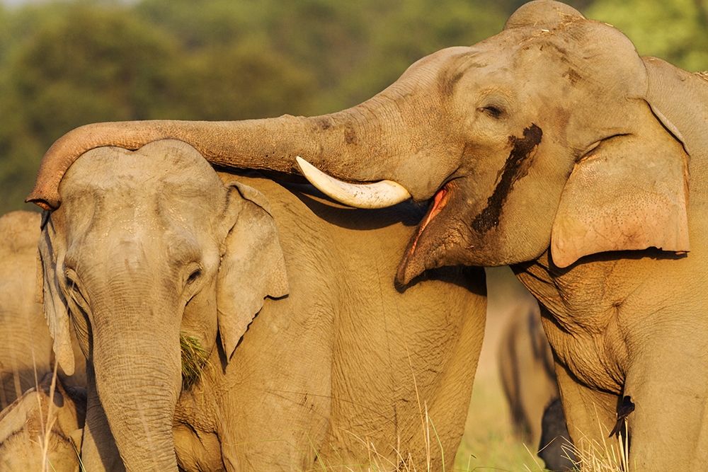 Courting pair of Asian Elephants Corbett National Park-India art print by Jagdeep Rajput for $57.95 CAD