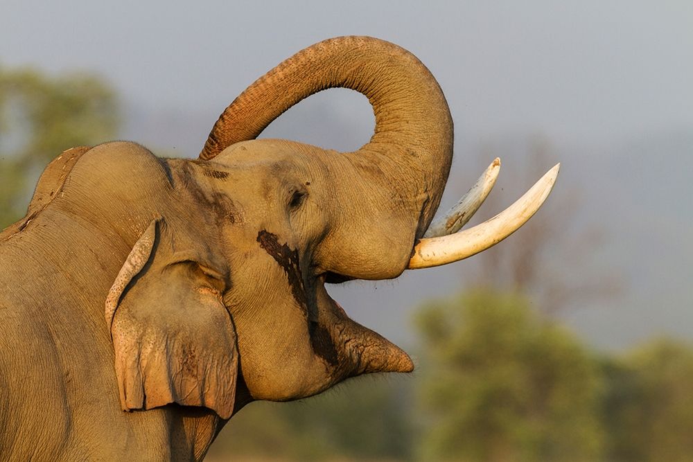 Musth Tusker giving a salute Corbett National Park-India art print by Jagdeep Rajput for $57.95 CAD