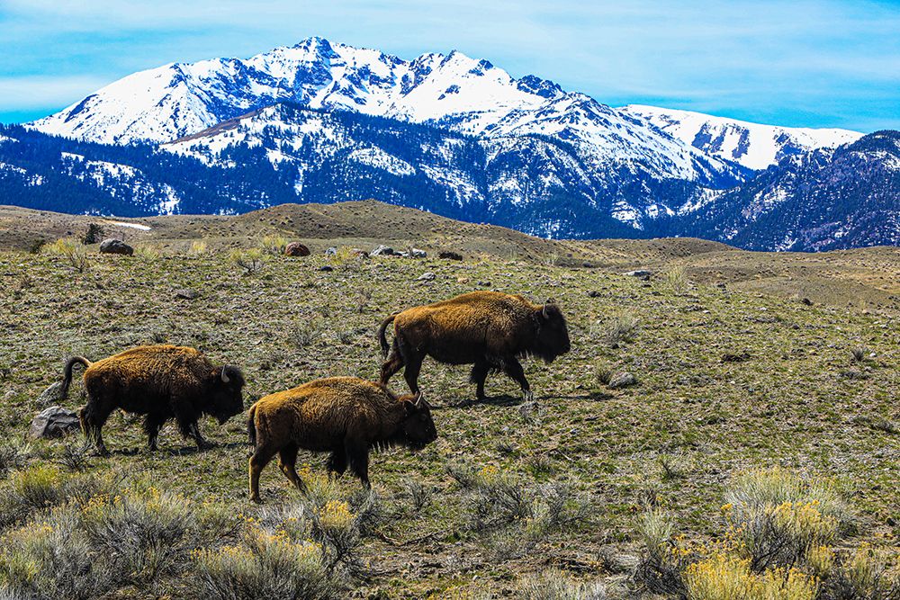 Yellowstone National Park, American Bison trio on plains with snowy Rocky Mountains. art print by Jolly Sienda for $57.95 CAD