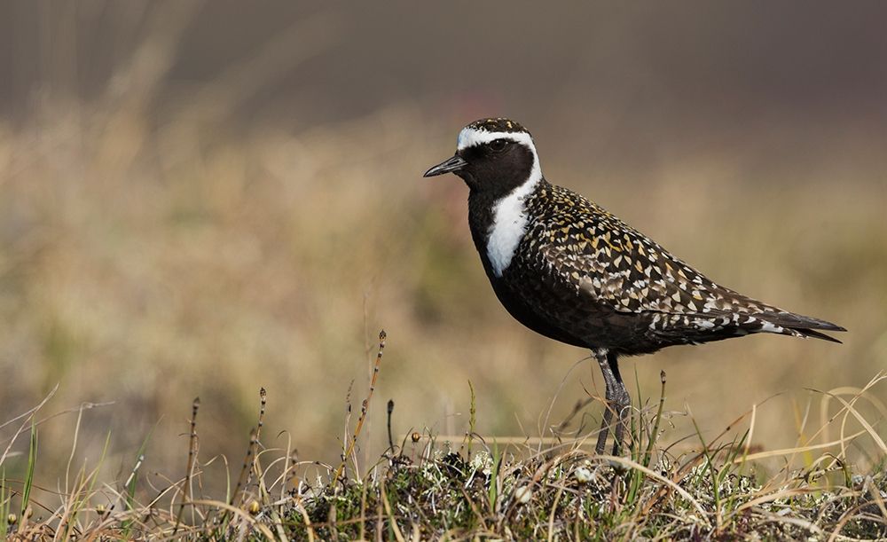 American Golden Plover art print by Ken Archer for $57.95 CAD