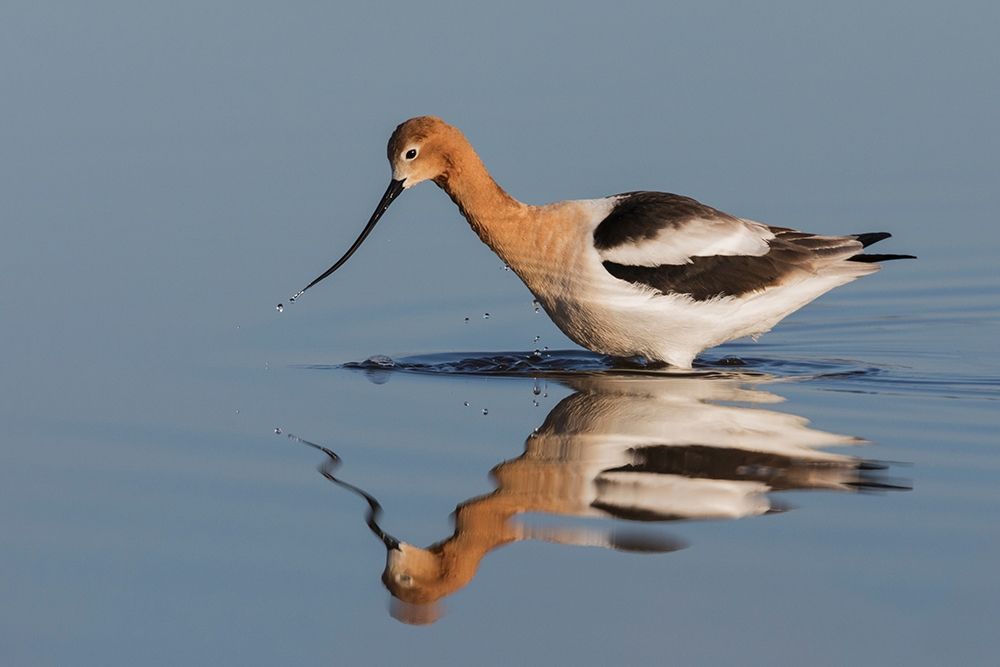American Avocet Foraging art print by Ken Archer for $57.95 CAD