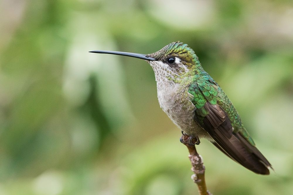 Broad-tailed Hummingbird (female) art print by Ken Archer for $57.95 CAD