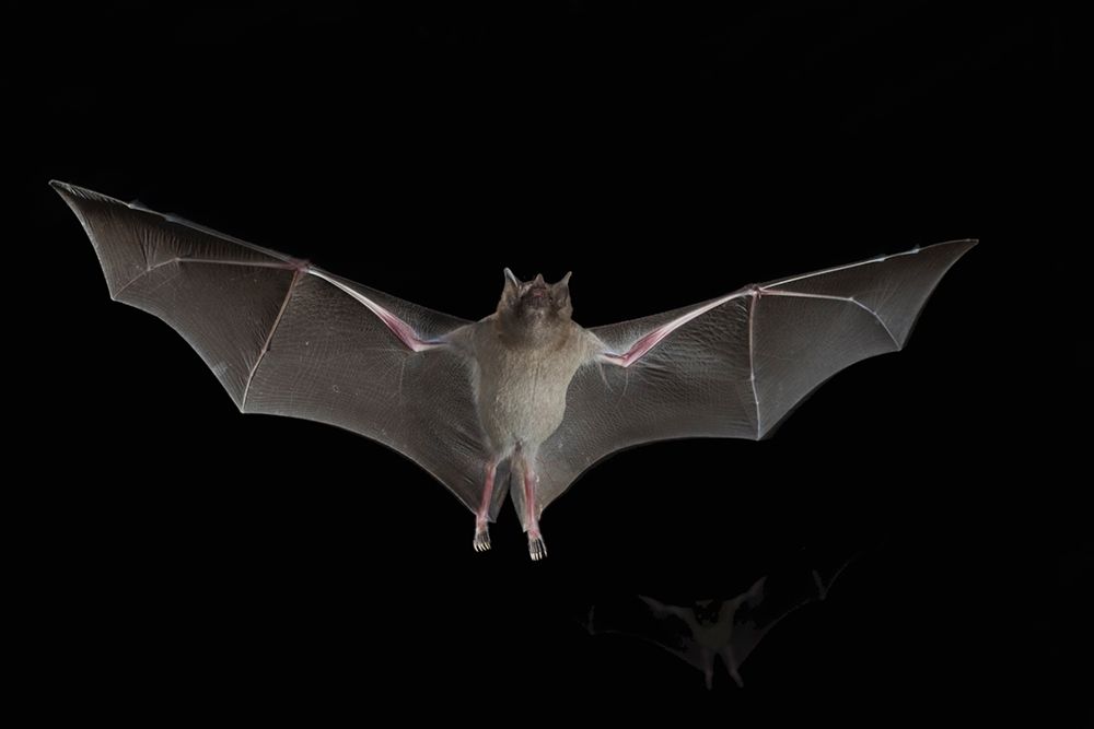 Lesser Long-nosed Bat art print by Ken Archer for $57.95 CAD