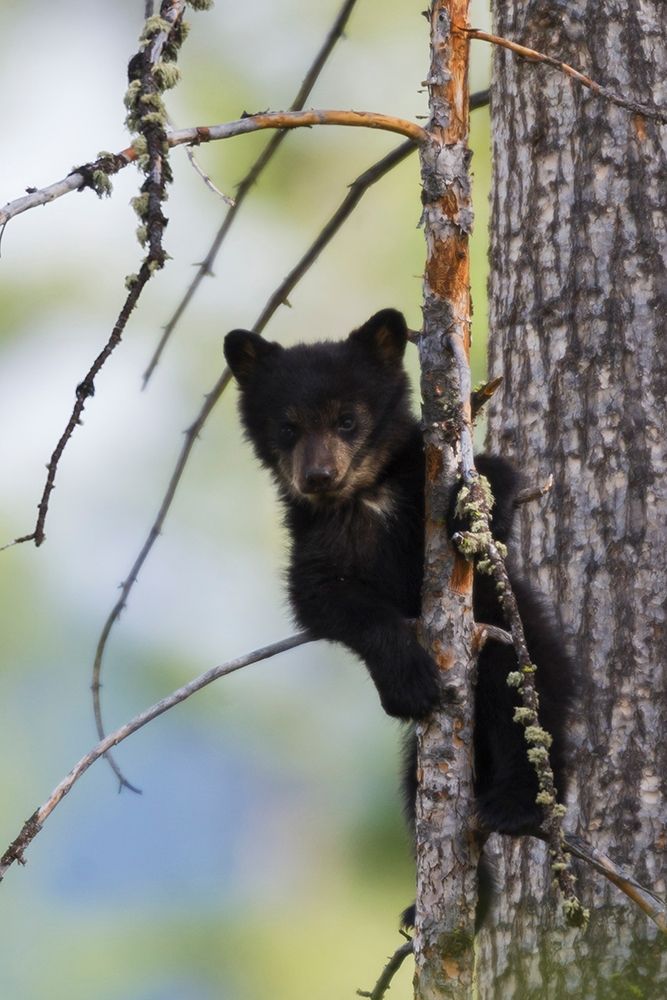 Black Bear Cub Climbing art print by Ken Archer for $57.95 CAD