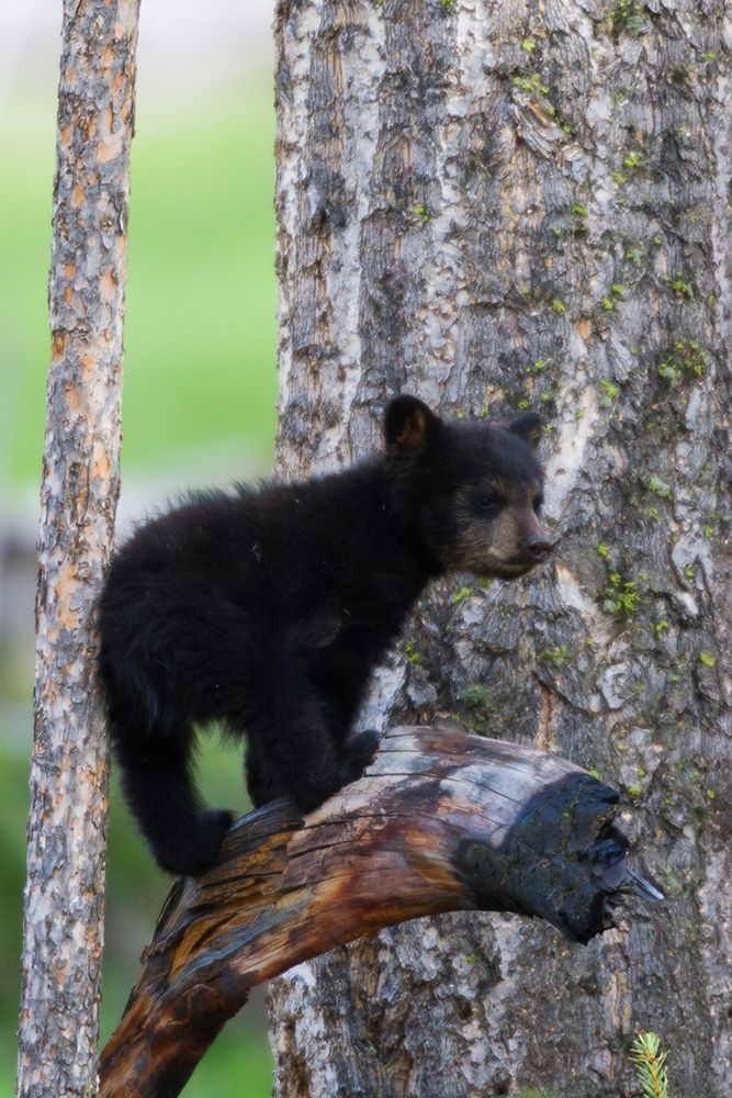 Black Bear Cub art print by Ken Archer for $57.95 CAD