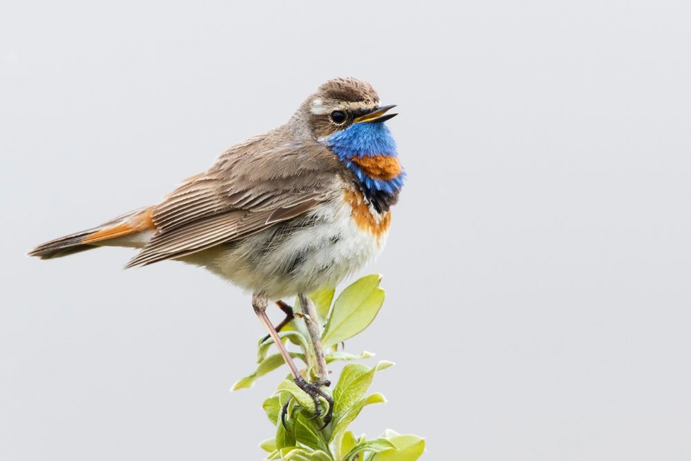 Bluethroat-territory song art print by Ken Archer for $57.95 CAD