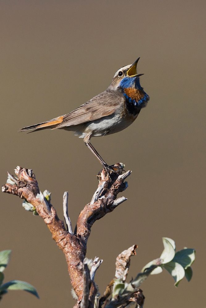 Male Bluethroat Singing art print by Ken Archer for $57.95 CAD