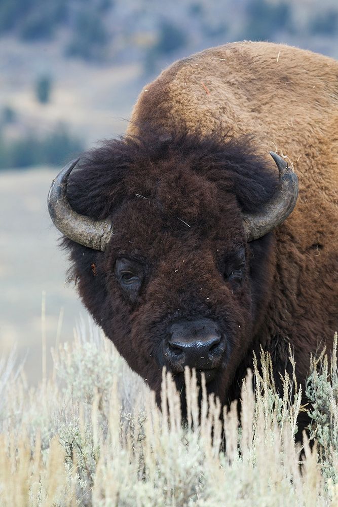 Big Bison Bull art print by Ken Archer for $57.95 CAD