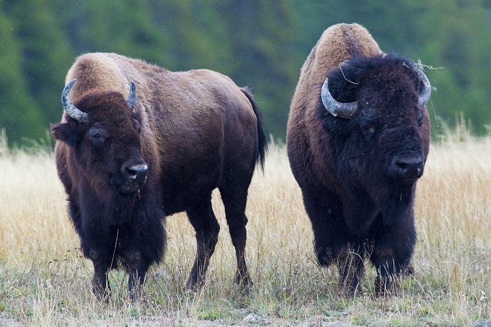Bison Pair art print by Ken Archer for $57.95 CAD