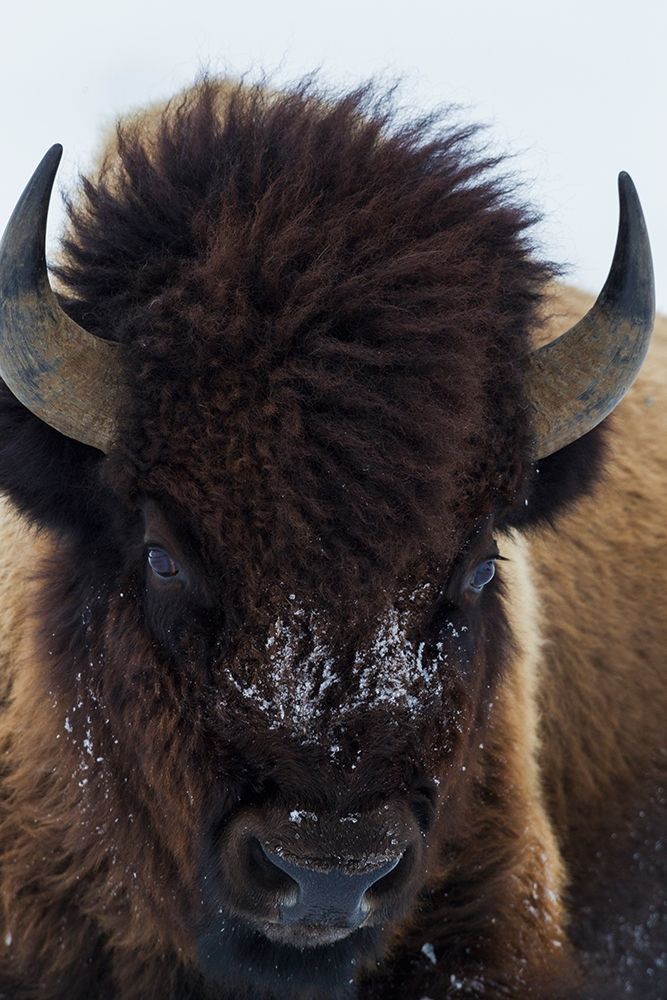 Bull Bison art print by Ken Archer for $57.95 CAD