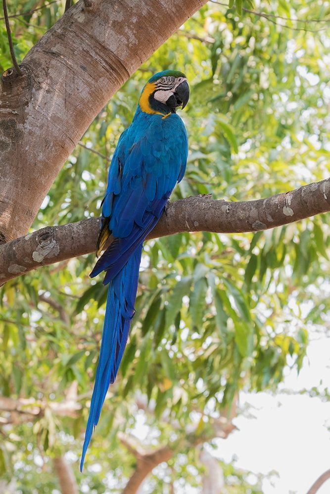 Blue and Gold Macaw-roosting in the shade art print by Ken Archer for $57.95 CAD