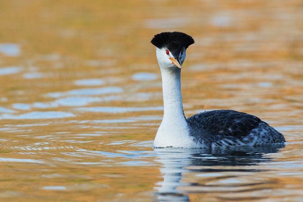 Clarks Grebe art print by Ken Archer for $57.95 CAD