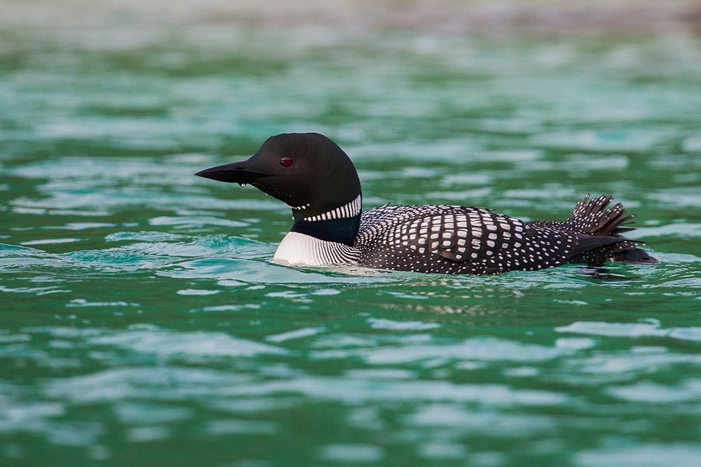Common Loon art print by Ken Archer for $57.95 CAD