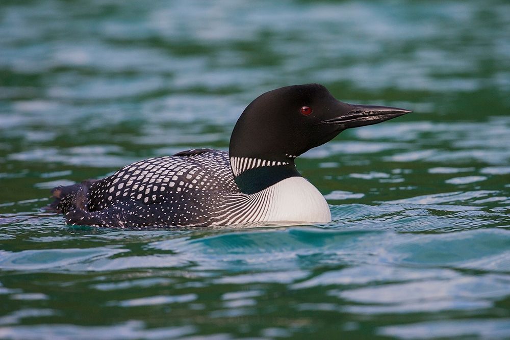 Common Loon art print by Ken Archer for $57.95 CAD