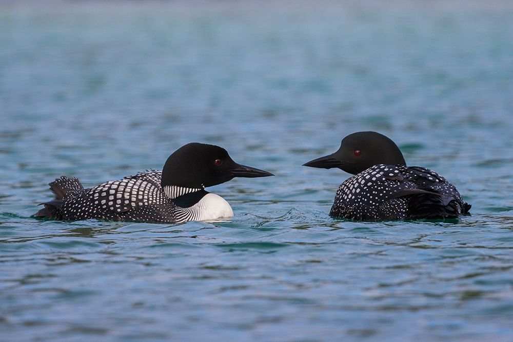 Common Loon Pair art print by Ken Archer for $57.95 CAD