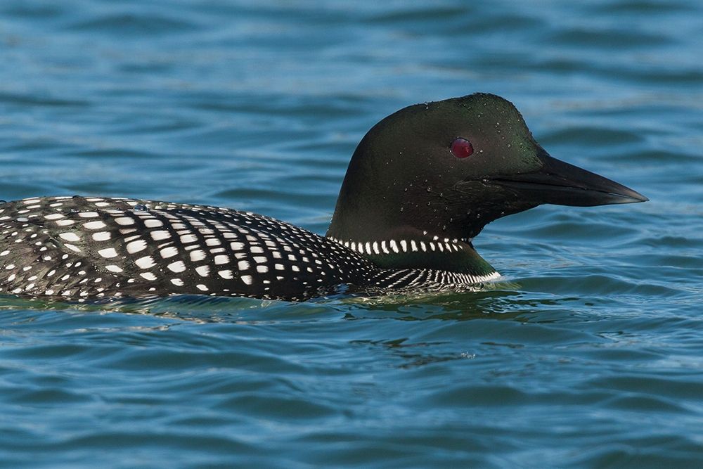 Common Loon art print by Ken Archer for $57.95 CAD