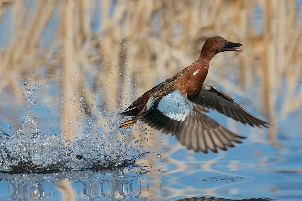 Cinnamon Teal Drake taking flight art print by Ken Archer for $57.95 CAD