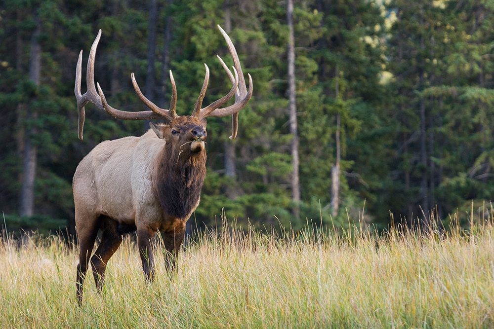 Bull Elk making faces art print by Ken Archer for $57.95 CAD
