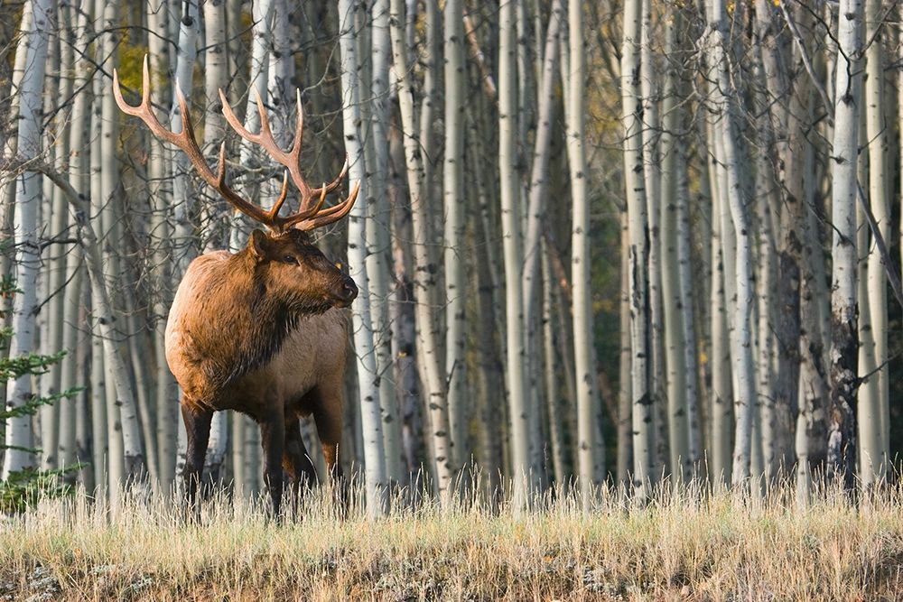 Rocky Mountain Bull Elk-Aspen Forest art print by Ken Archer for $57.95 CAD