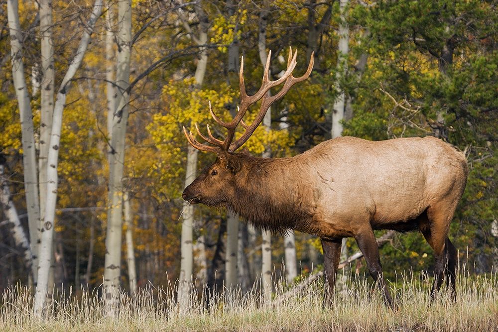 Bull Elk-autumn aspens art print by Ken Archer for $57.95 CAD