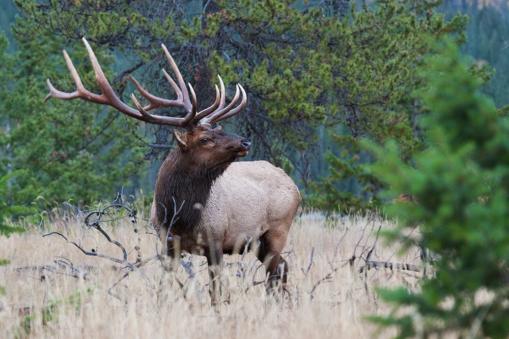 Rocky Mountain Bull Elk art print by Ken Archer for $57.95 CAD
