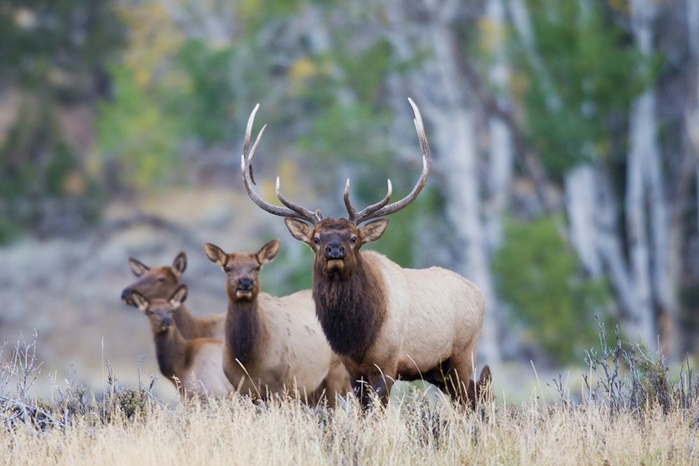 Rocky Mountain Bull Elk with Harem of Cows art print by Ken Archer for $57.95 CAD