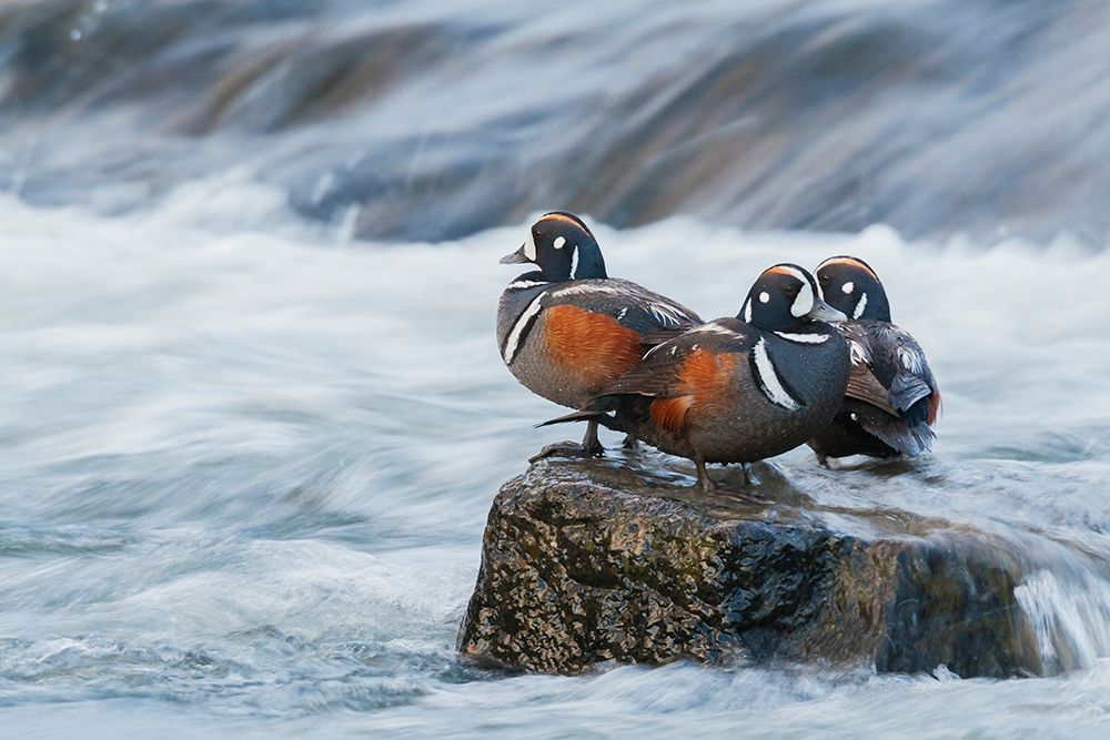 Harlequin Drakes resting in the rapids art print by Ken Archer for $57.95 CAD